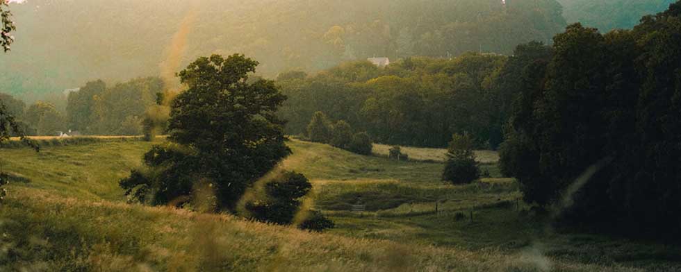 nature landscape with a green meadow and trees
