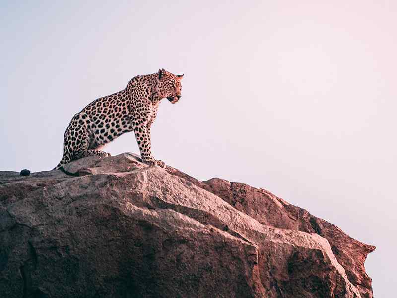 cheetah on rocks