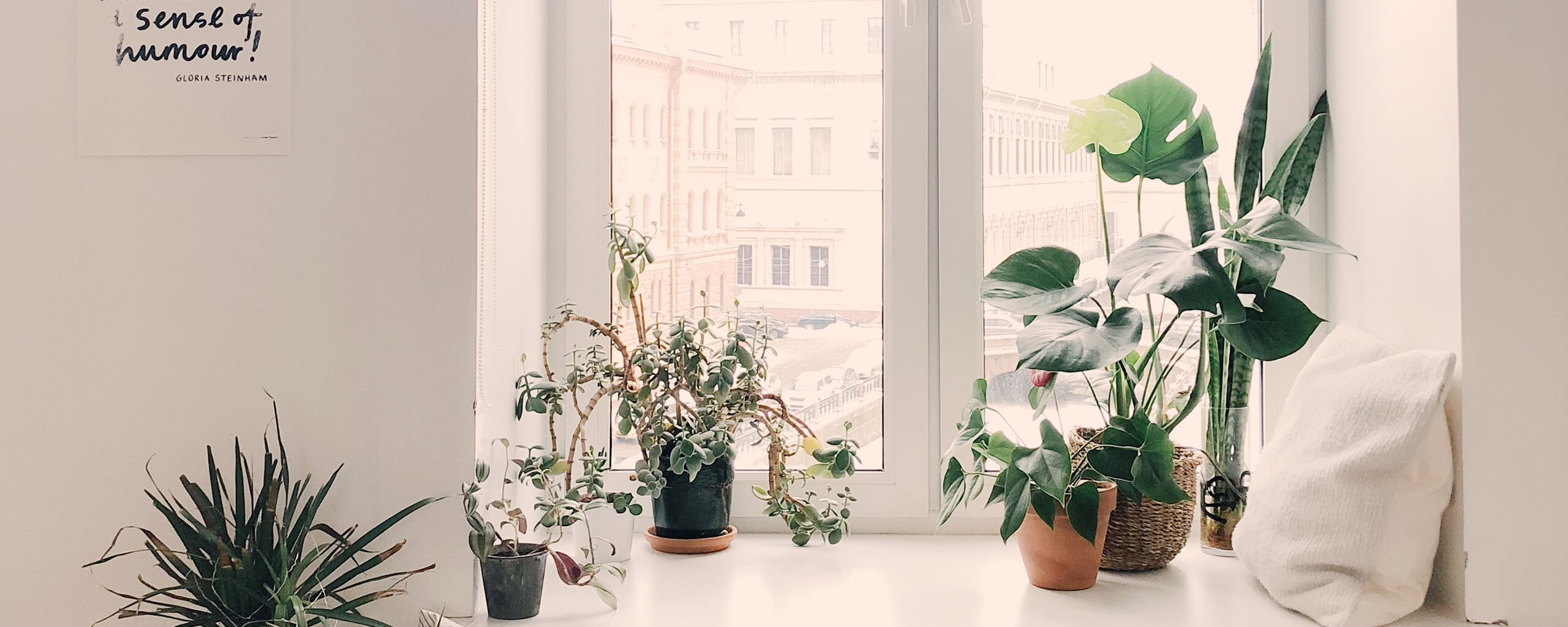plants on a window